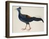 Crested Fireback Pheasant-J. Briois-Framed Giclee Print