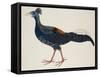 Crested Fireback Pheasant-J. Briois-Framed Stretched Canvas