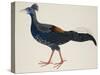 Crested Fireback Pheasant-J. Briois-Stretched Canvas