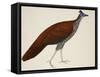 Crested Fireback Pheasant-J. Briois-Framed Stretched Canvas