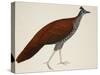 Crested Fireback Pheasant-J. Briois-Stretched Canvas