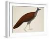 Crested Fireback Pheasant-J. Briois-Framed Giclee Print