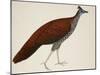 Crested Fireback Pheasant-J. Briois-Mounted Giclee Print