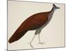 Crested Fireback Pheasant-J. Briois-Mounted Giclee Print