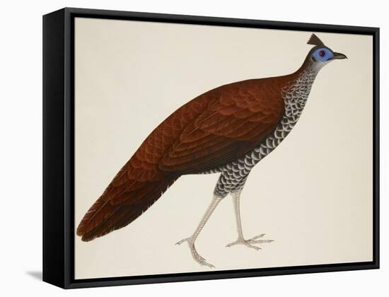 Crested Fireback Pheasant-J. Briois-Framed Stretched Canvas