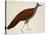 Crested Fireback Pheasant-J. Briois-Stretched Canvas