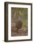 Crested Francolin(Dendroperdix Sephaena), Kruger National Park, South Africa, Africa-James Hager-Framed Photographic Print