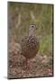 Crested Francolin(Dendroperdix Sephaena), Kruger National Park, South Africa, Africa-James Hager-Mounted Photographic Print