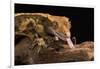 Crested Gecko (Correlophus Ciliates), captive, New Caledonia, Pacific-Janette Hill-Framed Photographic Print