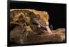 Crested Gecko (Correlophus Ciliates), captive, New Caledonia, Pacific-Janette Hill-Framed Photographic Print