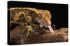 Crested Gecko (Correlophus Ciliates), captive, New Caledonia, Pacific-Janette Hill-Stretched Canvas