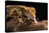 Crested Gecko (Correlophus Ciliates), captive, New Caledonia, Pacific-Janette Hill-Stretched Canvas