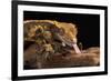 Crested Gecko (Correlophus Ciliates), captive, New Caledonia, Pacific-Janette Hill-Framed Photographic Print