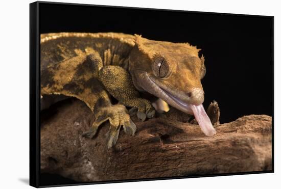 Crested Gecko (Correlophus Ciliates), captive, New Caledonia, Pacific-Janette Hill-Framed Stretched Canvas