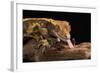 Crested Gecko (Correlophus Ciliates), captive, New Caledonia, Pacific-Janette Hill-Framed Photographic Print