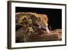 Crested Gecko (Correlophus Ciliates), captive, New Caledonia, Pacific-Janette Hill-Framed Photographic Print