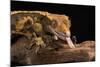 Crested Gecko (Correlophus Ciliates), captive, New Caledonia, Pacific-Janette Hill-Mounted Photographic Print