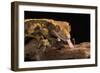 Crested Gecko (Correlophus Ciliates), captive, New Caledonia, Pacific-Janette Hill-Framed Photographic Print