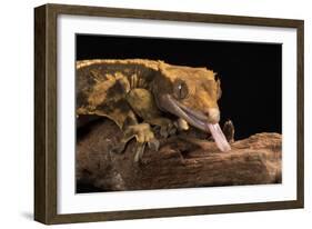 Crested Gecko (Correlophus Ciliates), captive, New Caledonia, Pacific-Janette Hill-Framed Photographic Print