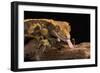 Crested Gecko (Correlophus Ciliates), captive, New Caledonia, Pacific-Janette Hill-Framed Photographic Print