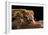 Crested Gecko (Correlophus Ciliates), captive, New Caledonia, Pacific-Janette Hill-Framed Photographic Print