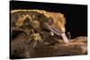 Crested Gecko (Correlophus Ciliates), captive, New Caledonia, Pacific-Janette Hill-Stretched Canvas