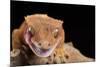 Crested Gecko (Correlophus Ciliates), captive, New Caledonia, Pacific-Janette Hill-Mounted Photographic Print