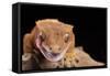 Crested Gecko (Correlophus Ciliates), captive, New Caledonia, Pacific-Janette Hill-Framed Stretched Canvas