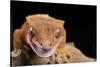 Crested Gecko (Correlophus Ciliates), captive, New Caledonia, Pacific-Janette Hill-Stretched Canvas