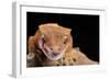 Crested Gecko (Correlophus Ciliates), captive, New Caledonia, Pacific-Janette Hill-Framed Photographic Print