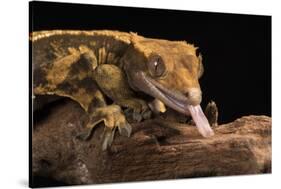 Crested Gecko (Correlophus Ciliates), captive, New Caledonia, Pacific-Janette Hill-Stretched Canvas