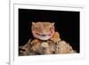 Crested Gecko (Correlophus Ciliates) in captivity, New Caledonia, Pacific-Janette Hill-Framed Photographic Print