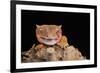 Crested Gecko (Correlophus Ciliates) in captivity, New Caledonia, Pacific-Janette Hill-Framed Photographic Print