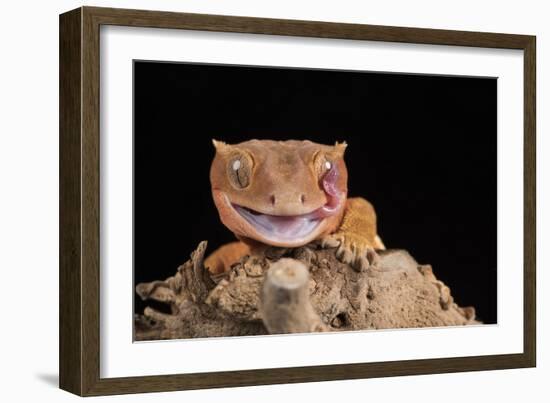 Crested Gecko (Correlophus Ciliates) in captivity, New Caledonia, Pacific-Janette Hill-Framed Photographic Print