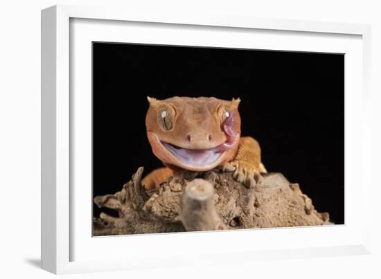 Crested Gecko (Correlophus Ciliates) in captivity, New Caledonia, Pacific-Janette Hill-Framed Photographic Print