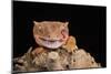 Crested Gecko (Correlophus Ciliates) in captivity, New Caledonia, Pacific-Janette Hill-Mounted Photographic Print