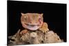 Crested Gecko (Correlophus Ciliates) in captivity, New Caledonia, Pacific-Janette Hill-Stretched Canvas