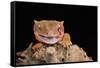 Crested Gecko (Correlophus Ciliates) in captivity, New Caledonia, Pacific-Janette Hill-Framed Stretched Canvas