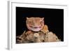 Crested Gecko (Correlophus Ciliates) in captivity, New Caledonia, Pacific-Janette Hill-Framed Photographic Print