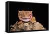 Crested Gecko (Correlophus Ciliates) in captivity, New Caledonia, Pacific-Janette Hill-Framed Stretched Canvas