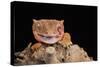 Crested Gecko (Correlophus Ciliates) in captivity, New Caledonia, Pacific-Janette Hill-Stretched Canvas