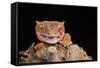 Crested Gecko (Correlophus Ciliates) in captivity, New Caledonia, Pacific-Janette Hill-Framed Stretched Canvas