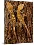 Crested Gecko, Rhacodactylus Ciliatus, Native to New Caledonia-David Northcott-Mounted Premium Photographic Print