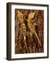 Crested Gecko, Rhacodactylus Ciliatus, Native to New Caledonia-David Northcott-Framed Photographic Print