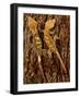 Crested Gecko, Rhacodactylus Ciliatus, Native to New Caledonia-David Northcott-Framed Photographic Print