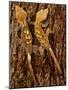 Crested Gecko, Rhacodactylus Ciliatus, Native to New Caledonia-David Northcott-Mounted Photographic Print