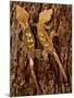 Crested Gecko, Rhacodactylus Ciliatus, Native to New Caledonia-David Northcott-Mounted Photographic Print