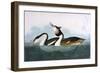 Crested Grebe-John James Audubon-Framed Art Print