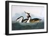 Crested Grebe-John James Audubon-Framed Art Print