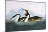 Crested Grebe-John James Audubon-Mounted Art Print